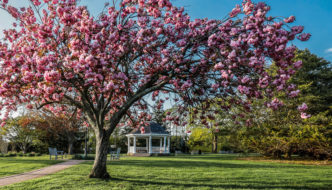 Gazebo on the green